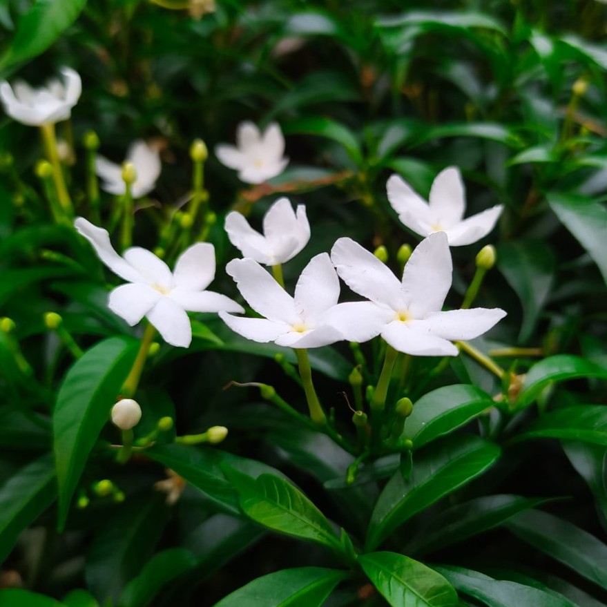 ЖАСМИН ГРАНДІФЛОРУМ (Jasminum grandiflorum l.) абсолю