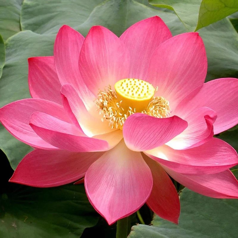 РОЖЕВИЙ ЛОТОС (Pink nelumbo nucifera) абсолю